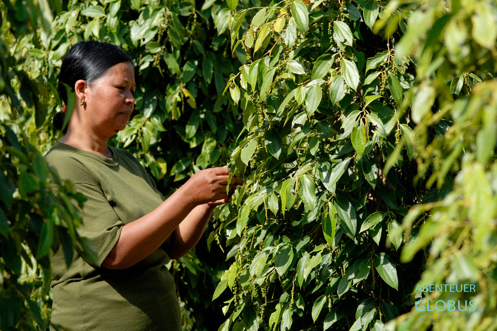 Pfefferplantage mit Kampot-Pfeffer
