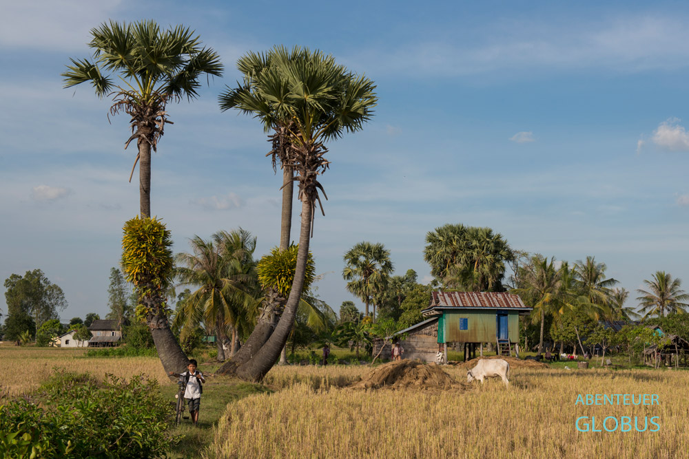 Junge mit Fahrrad zwischen abgeernteten Reisfeldern in Kampot