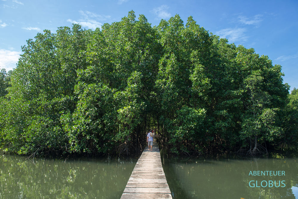 Naturschutzgebiet Peam Krasop mit Mangrovenwald in Koh Kong