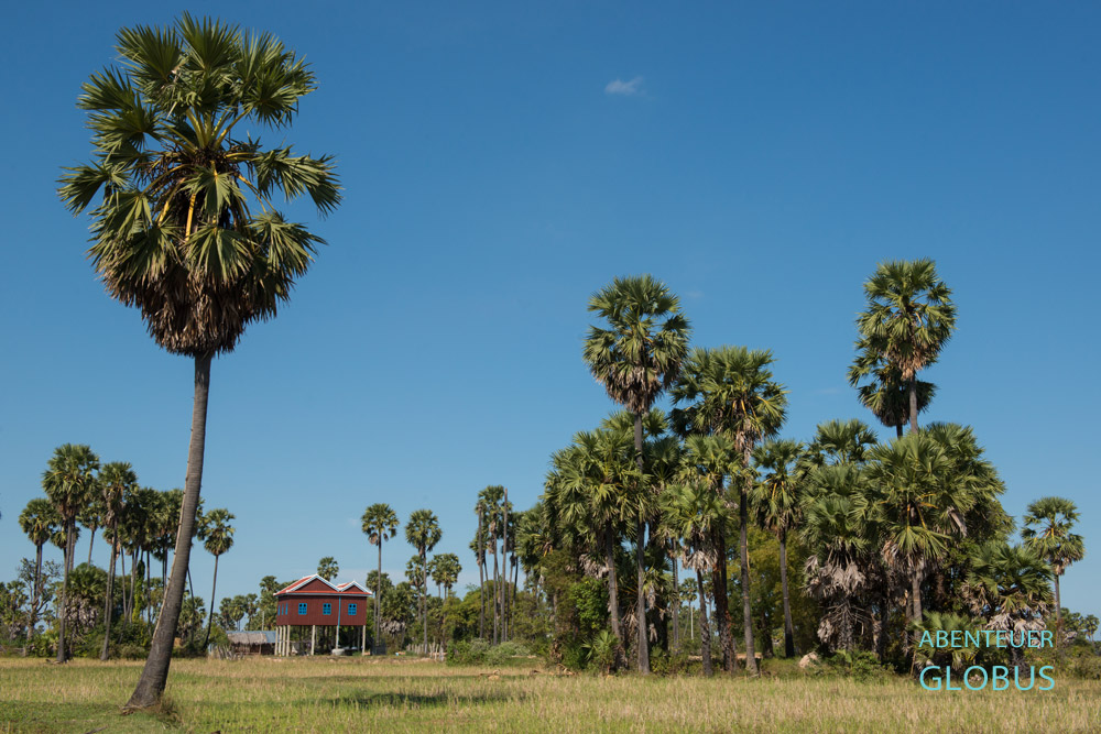 Kambodscha, Durch Anschneiden der männlichen Fruchtstände der Palmyrapalme gewinnt man Palmensaft, der halbgegoren als Palmenwein getrunken wird.
