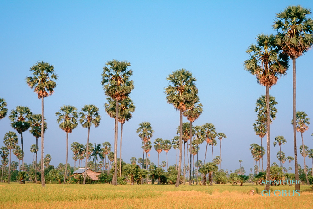Kambodscha, Die Zuckerpalme ist Nationalsymbol Kambodschas