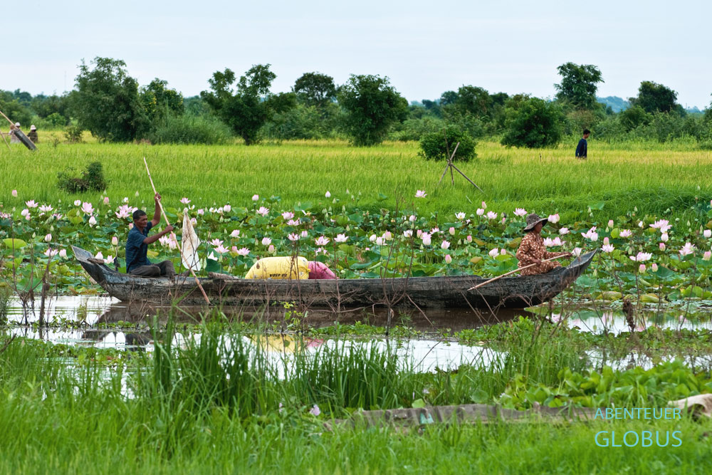 Lotussee am Mekong in Kompong Chhnang. Die Lotusblume gilt seit Jahrtausenden als Sinnbild von Schönheit und Reinheit, und ist im Buddhismus ein religiöses Symbol.