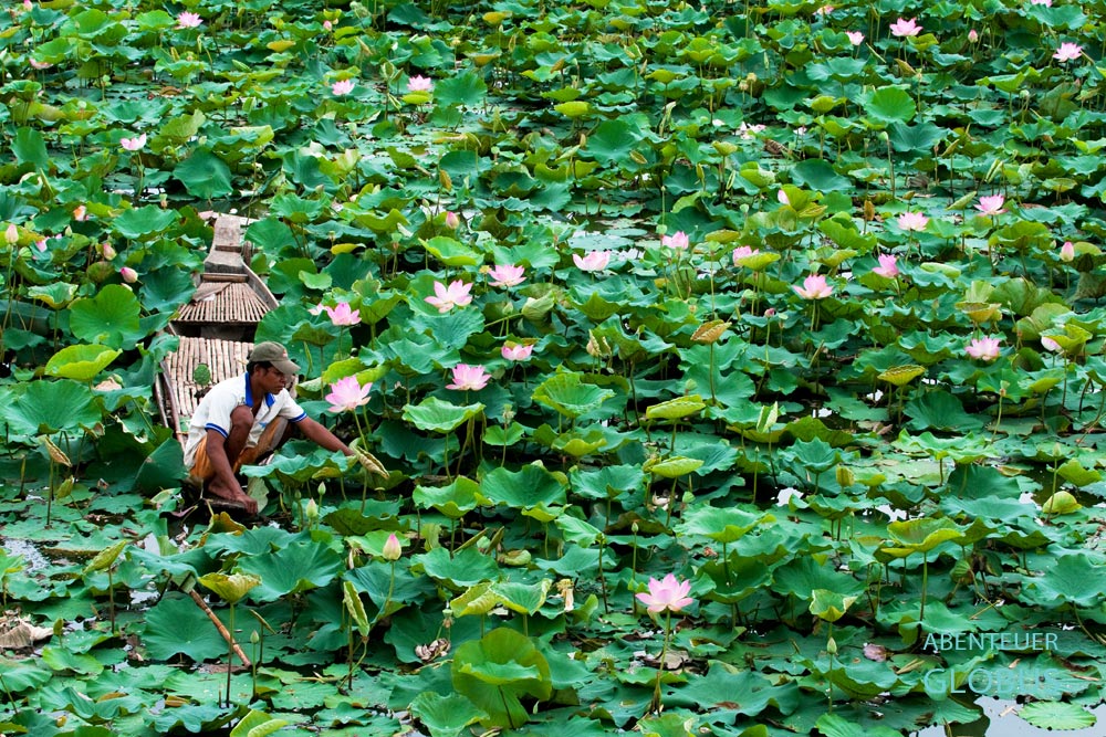 Kompong Chhnang in Kambodscha: Ein Fischer pflückt in einem Teich Lotusblumen.