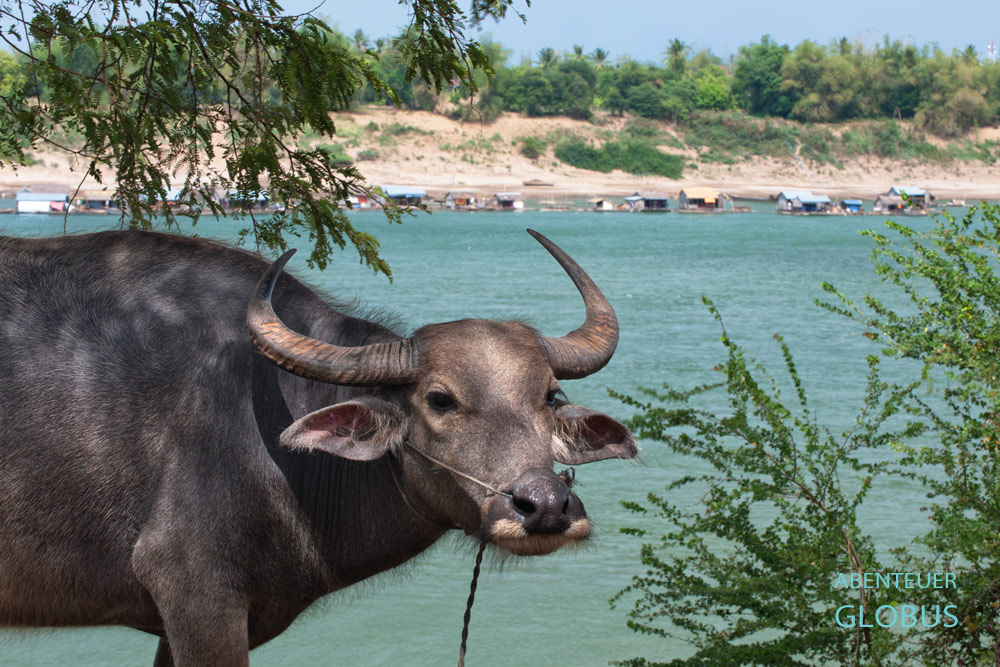 Der Wasserbüffel ist in Kambodscha, wie in vielen Ländern Südostasiens, nicht wegzudenken. In der Landwirtschaft setzen Bauern die kräftigen Rinder als Zugtiere auf ihren Felder ein.