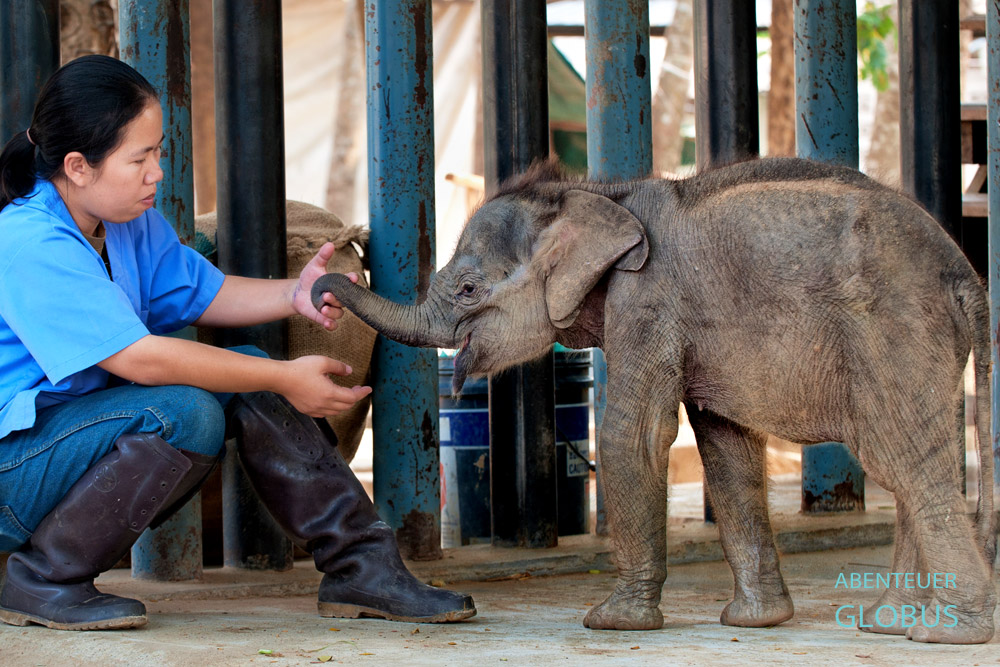 Tierärztin Dr. Cruetong Kayan versorgt Tag und Nacht das Elefantenbaby Dantae und gibt dem Tier sechs Mal am Tag Ziegenmilch.