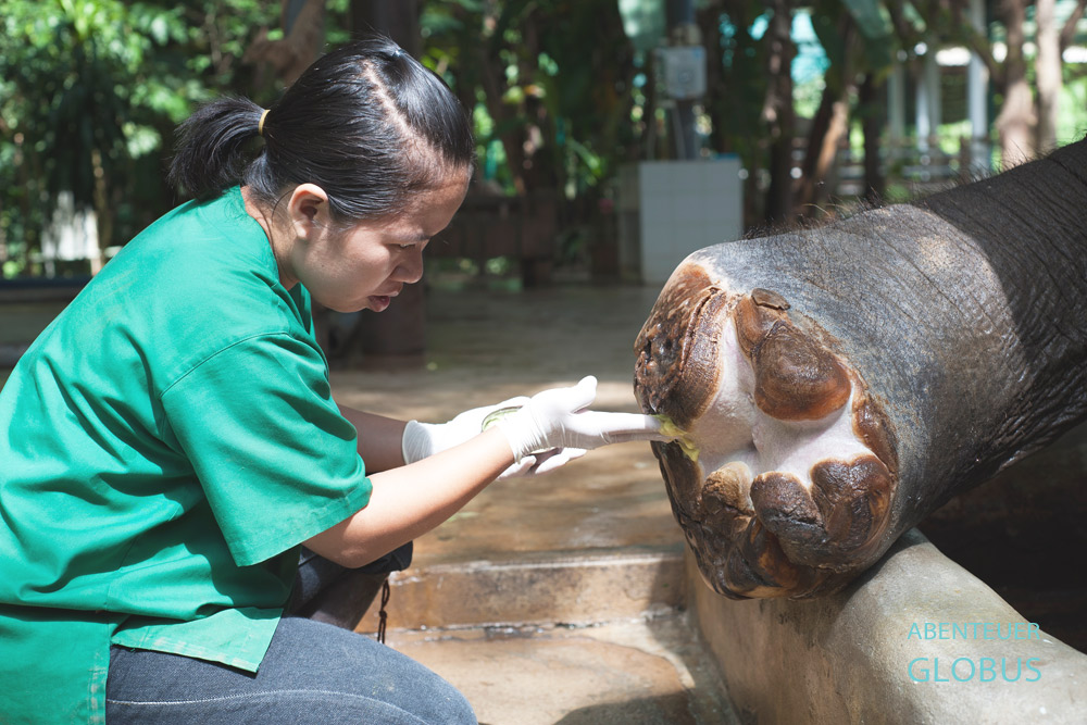 Zweimal täglich behandelt die thailändische Tierärztin Dr. Kayan den verletzten Fuß der Elefantenkuh Mae Kapae. Eine Landmine zerfetzte ihr rechtes Hinterbein.