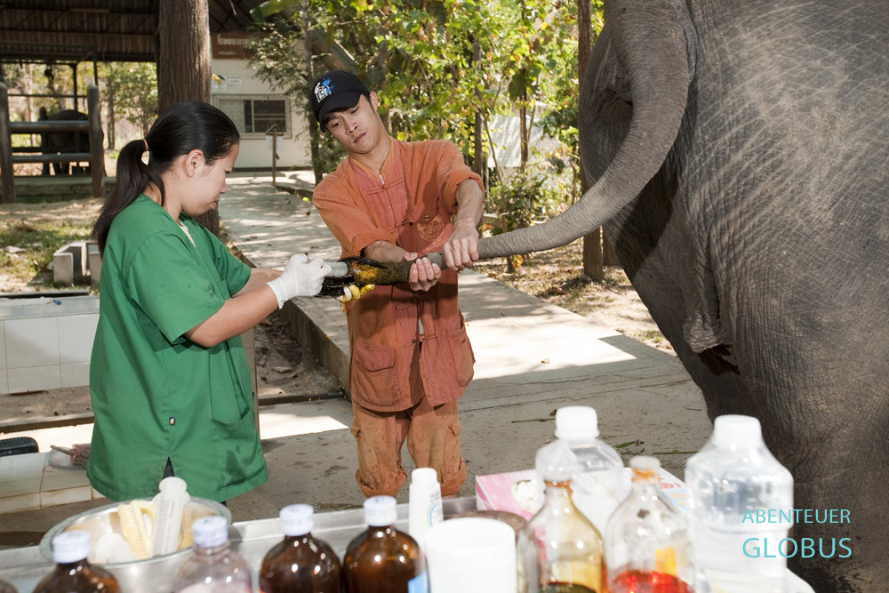 Tierärztin Cruetong Kayan behandelt in der Klinik für Elefanten das Schwanzende der Elefantenkuh Yui. In den Trekkingcamps kommt es oft zu Unfällen.