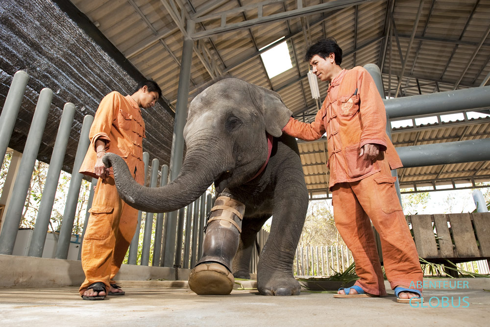 Jüngste Dauerpatientin im FAE Elephant Hospital ist das Elefantenbaby Mosha mit ihrer neuen Beinprothese.