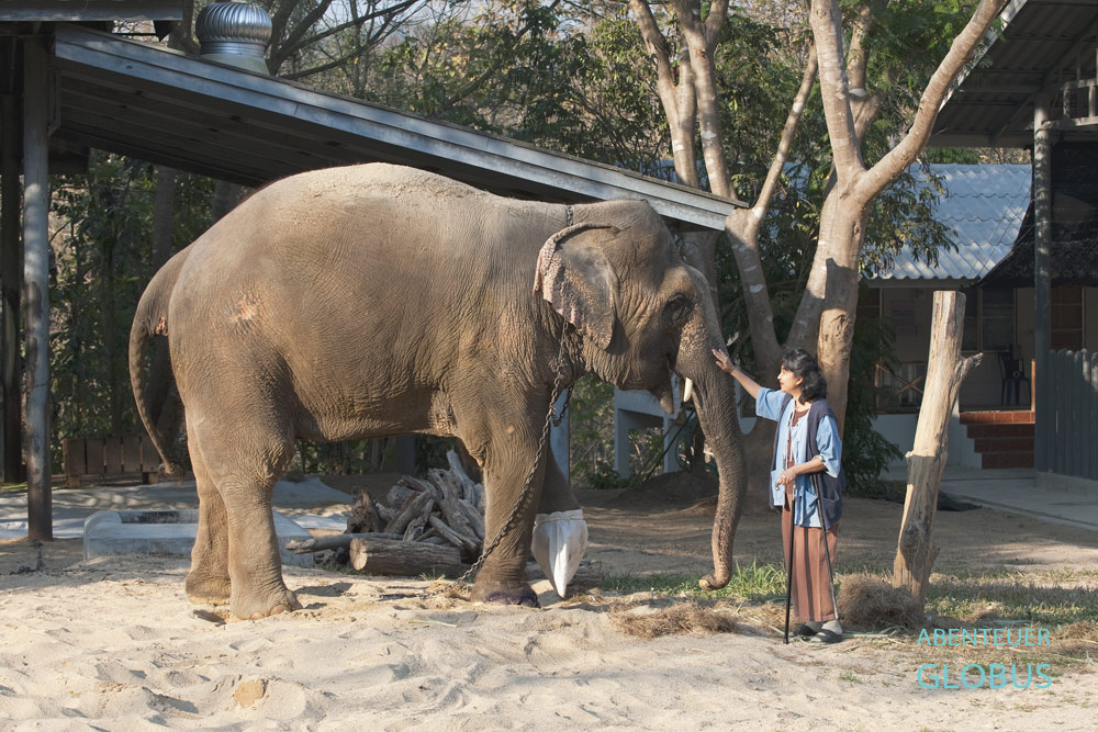 Soraida Salwala, Gründerin der weltweit ersten Klinik für Elefanten, streichelt die Elefantenkuh Motala.