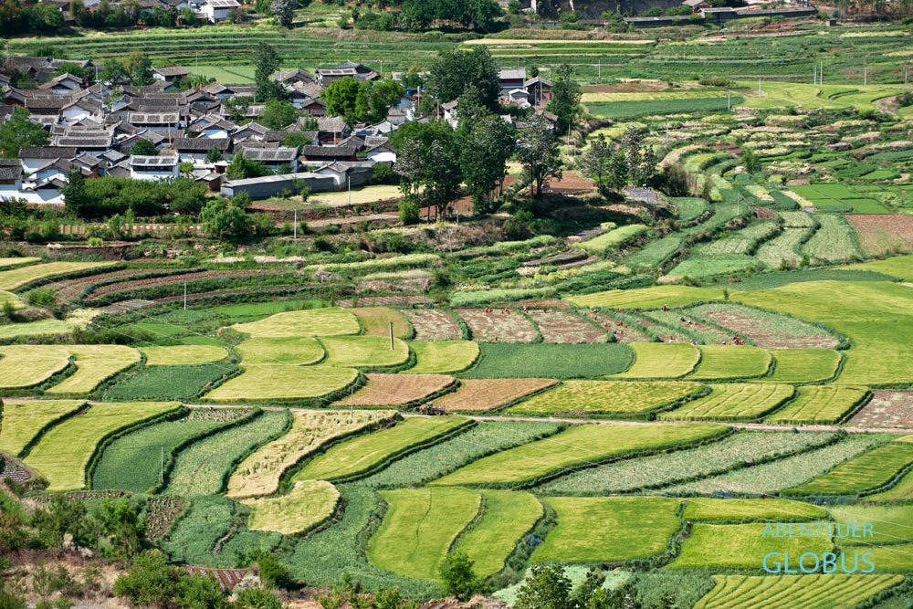 Yunnan, Lijiang. Getreide- und Reisernte bei dem Volk der Naxi in der Umgebung von Lijiang.