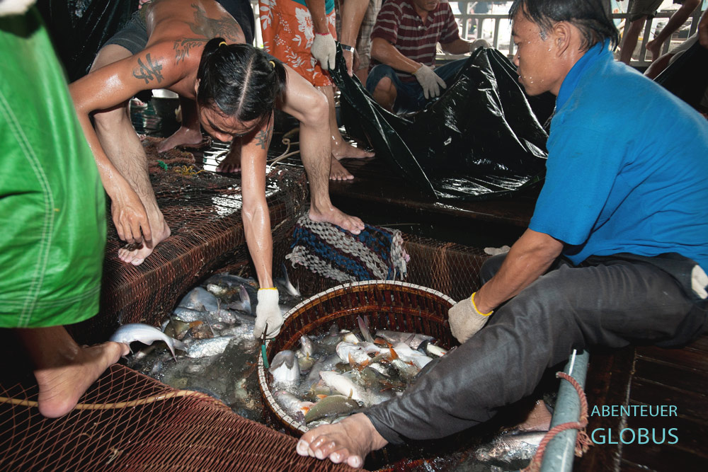 Fischzucht im Mekongdelta in Vietnam. Aus der schmalen Bodenöffnung des schwimmenden Hauses wuchten die Männer 100 Kilo Pangasius an die Oberfläche.