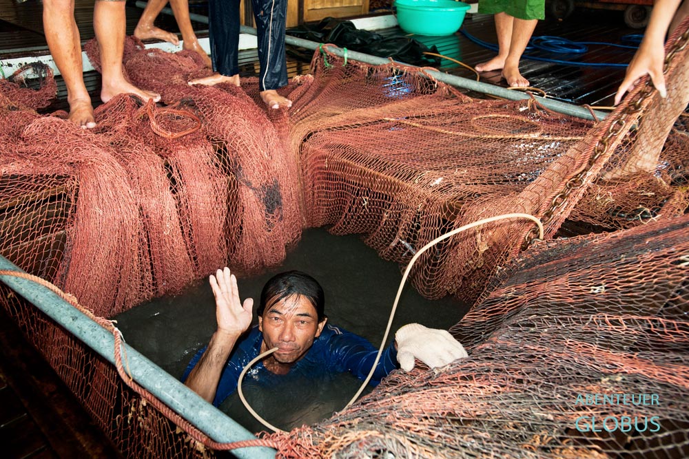 Fischzucht unterm Wohnzimmer in Chau Doc im Mekong-Delta von Vietnam. Zum Abfischen taucht ein Helfer im Käfig ab, um die Fische ins Netz zu treiben.