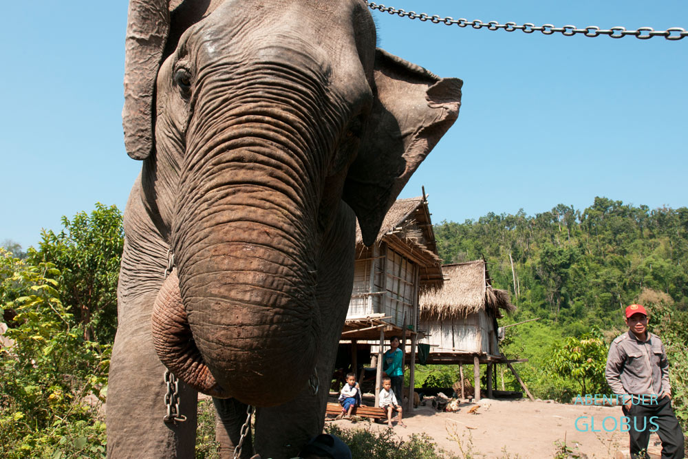 Arbeitselefant und Mahut in Laos. An freien Tagen bleibt der Dickhäuter in der Nähe vom Wohnhaus und darf nur zum Fressen in den Wald.