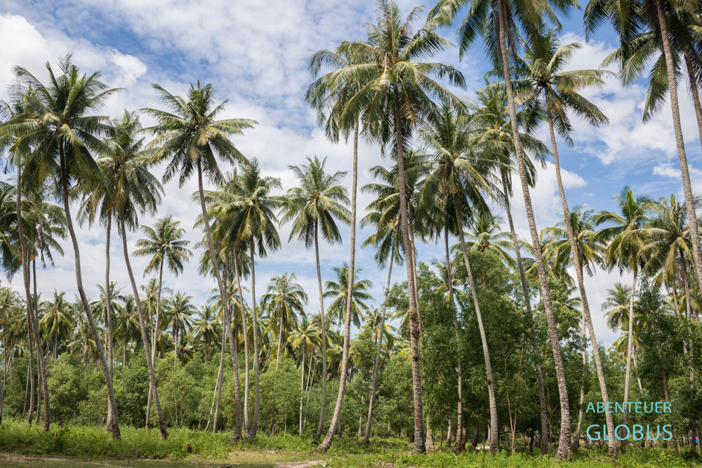 Sihanoukville: Palmen im Ream-Nationalpark