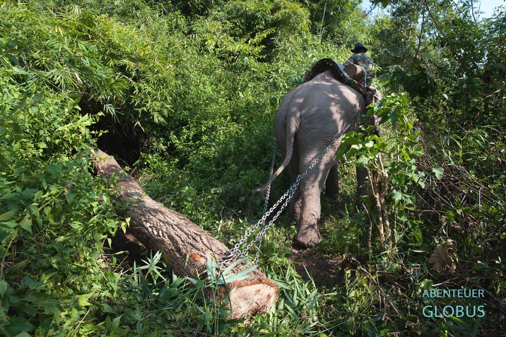 Arbeitselefant und Mahut im Dschungel der Provinz Sayaboury in Laos. Elefanten finden den noch so schmalsten Weg, um die Stämme ins Holzlager zu transportieren.
