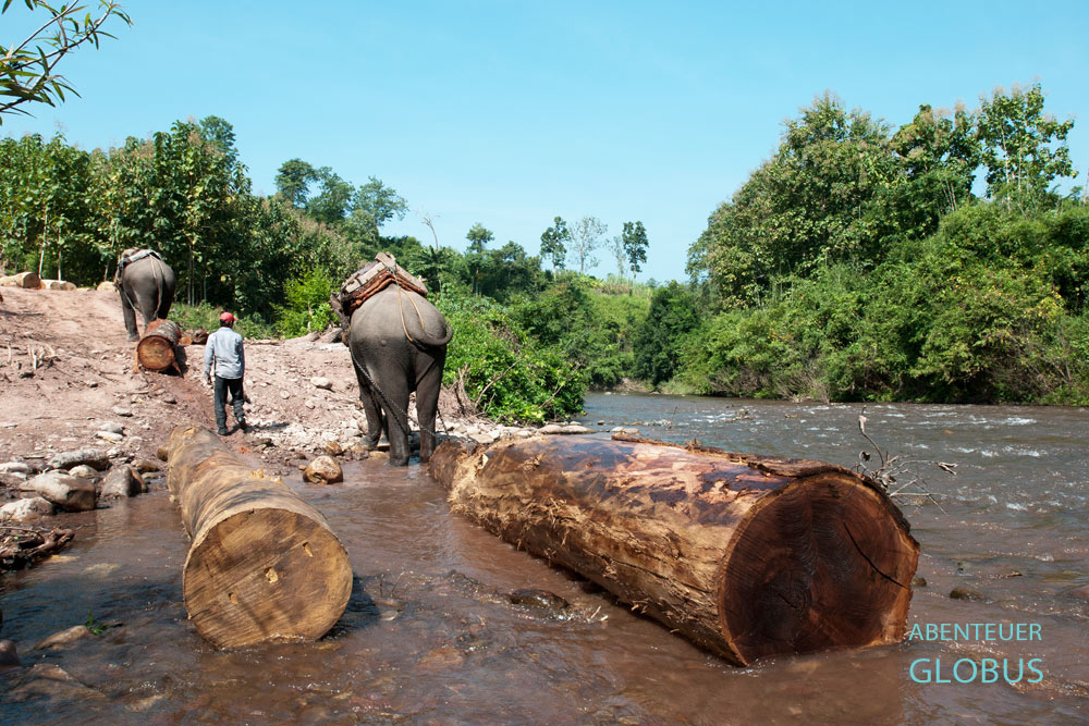Arbeitselefanten und Mahut im Dschungel von Laos. Für einen dieser Baumstämme sind die Elefanten den ganzen Arbeitstag unterwegs.