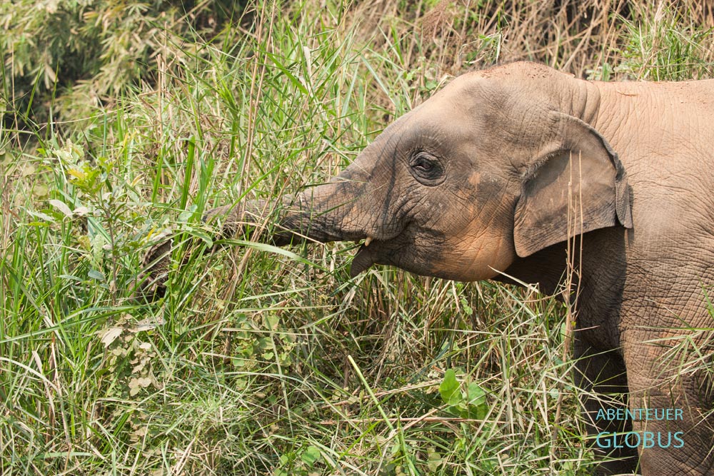 Kambodscha, Sen Monorom, Einer der 11 Elefanten vom Elephant Valley Project