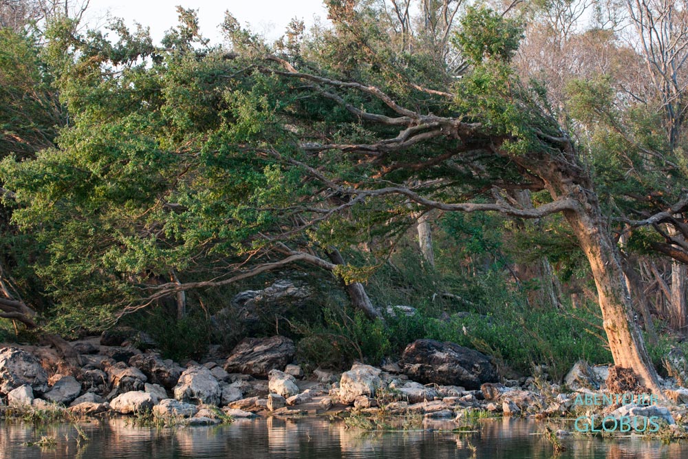 Nahe der kambodschanischen Grenze erschaffen die Wassermassen des Mekong in Si Phan Don eine einzigartige Flusslandschaft und den Geisterwald.
