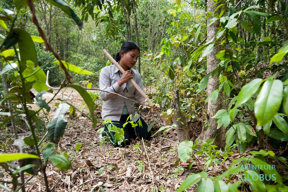 Kambodscha, Skoun, Jagd auf Vogelspinnen: Im Bambuswald entdeckt Frau Shin das Erdloch einer schwarzen Vogelspinne. Sie frittiert Vogelspinnen und verkauft die Tiere am Busstop in Skoun.
