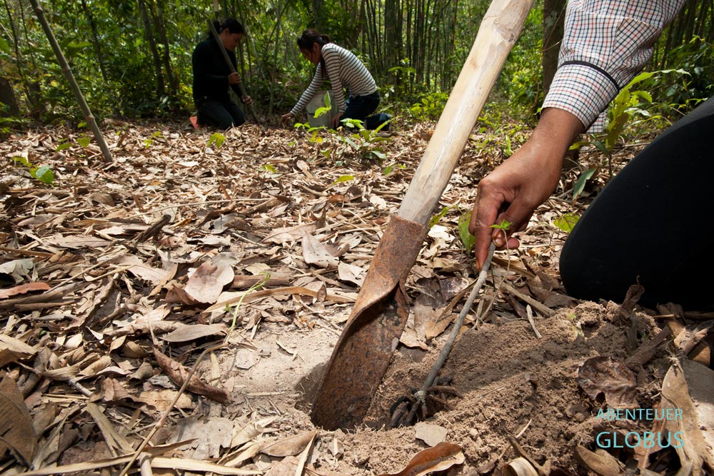 Ortschaft Skoun. Mehrere Frauen aus Kambodscha bei der Spinnenjagd.