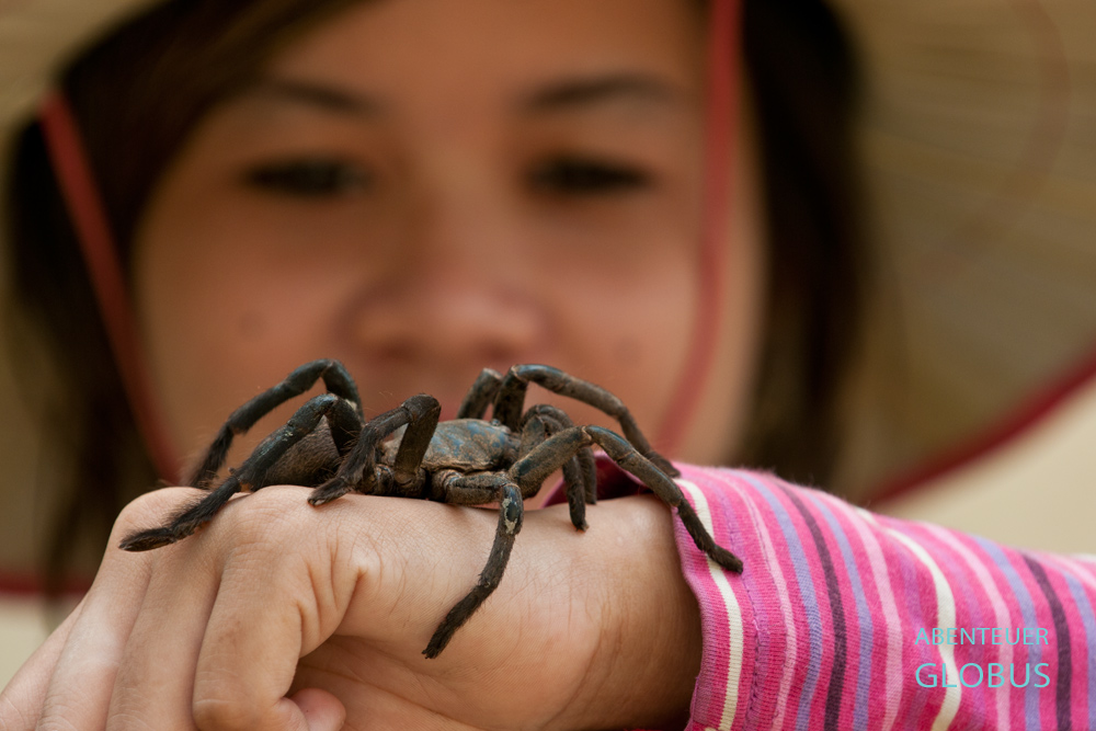 Kambodscha, Skun, Vogelspinnen gibt es an den Raststätten bei Skun zu kaufen.
