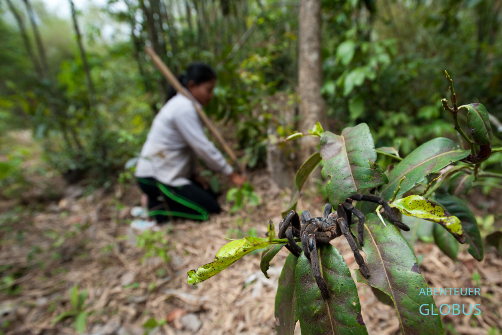 Kambodscha, Skun, Vogelspinnen waren während des kommunistischen Regimes der Roten Khmer ein unverzichtbarer Bestandteil auf dem Speiseplan der vom Hunger geplagten Bevölkerung.