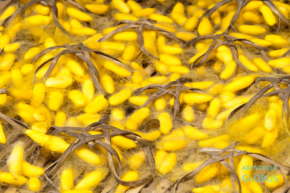 Zucht der Seidenraupen in der Seidenweberei Mekong Blue. Der Seidenspinner ist ein Schmetterling, der nach der Paarung winzige Eier legt und sich von Maulbeerblättern ernährt.