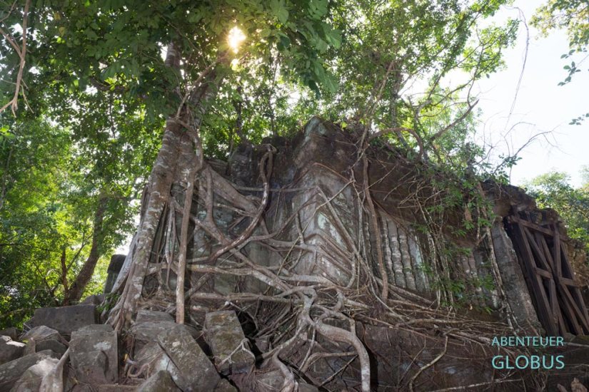 Kambodscha, Tempel Beng Mealea, Kapokbäume wachsen auf Galerien, deren Wurzeln krallen sich wie Tentakeln eines Oktopus an das bemooste Mauerwerk.