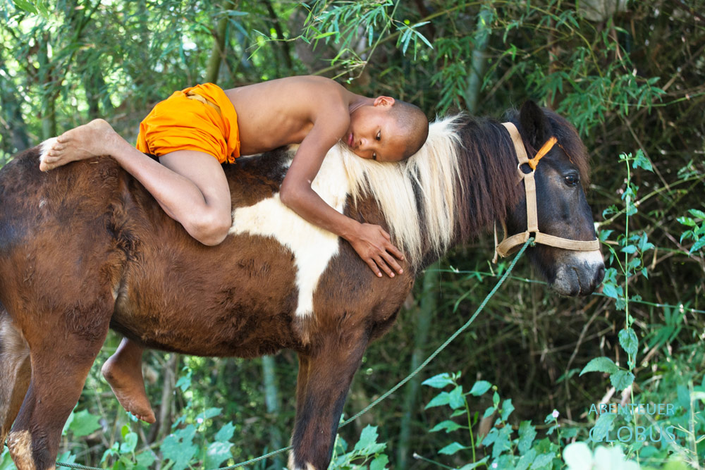 Die Novizen im Pferdetempel Wat Tham Pa Archa Thong bekommen jeder ein eigenes Pferd, um das sie sich kümmern müssen.