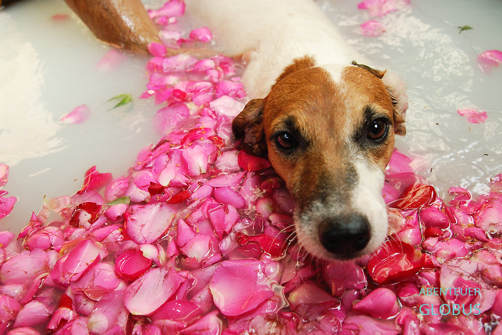 Bangkok, Hauptstadt von Thailand. Der Jack Russel Terrier Lucky fühlt sich im Rosenblütenbad von Indo Thai Dog Spa wohl.