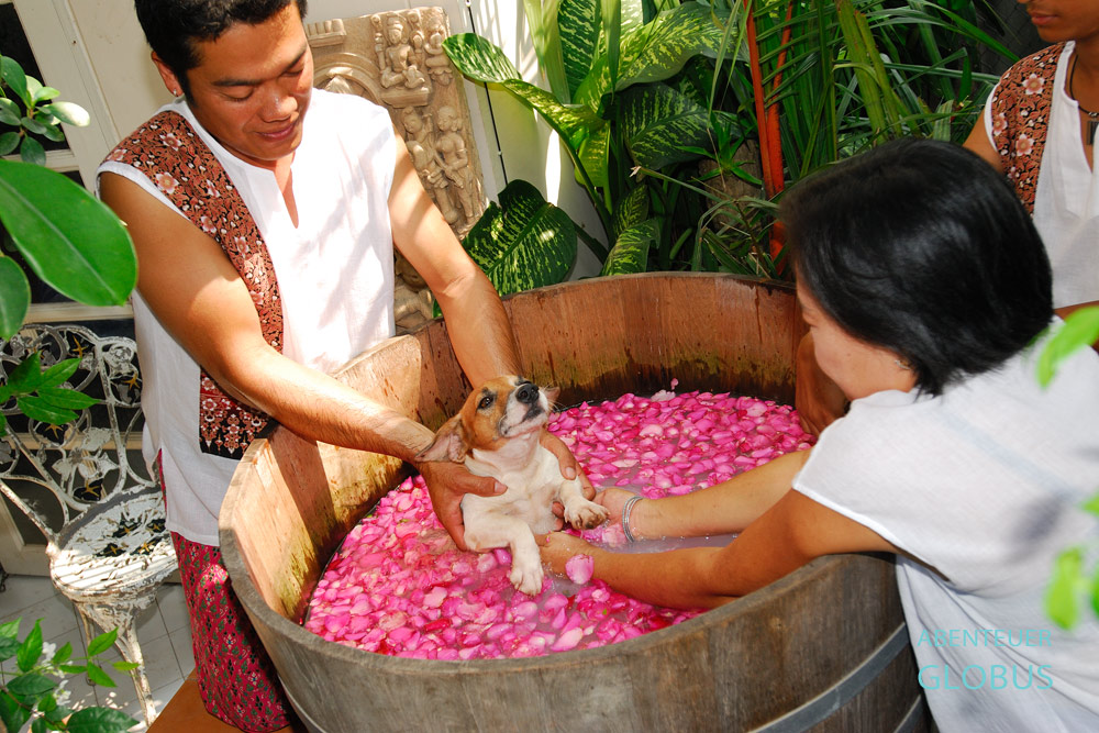 Indo Thai Dog Spa in Bangkok. Beim Rosenblütenbad hilft der Chef Jare Jansrisuriyawong seiner Mitarbeiterin.