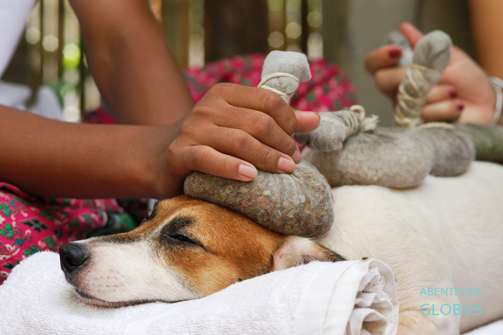 Eine Kräuterstempelmassage bekommt der Jack Russel Terrier Lucky im Indo Thai Dog Spa, dem ersten Hundehotel mit Wellnesscenter im Bangkok.