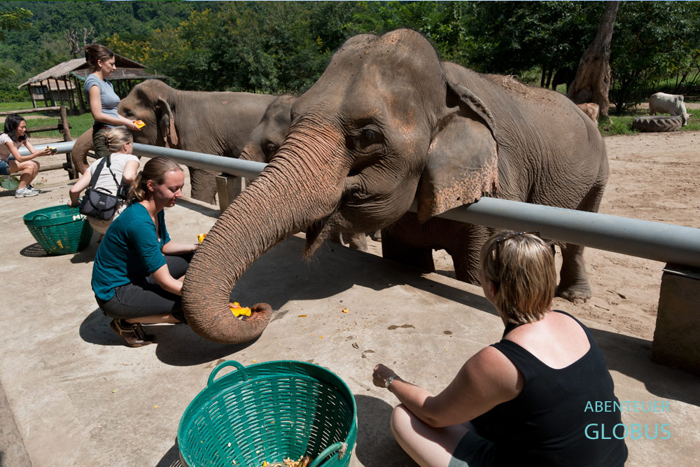 Thailand, Chiang Mai, Elephant Nature Park. Bei einem Tagesbesuch füttern die Gäste die Elefanten.