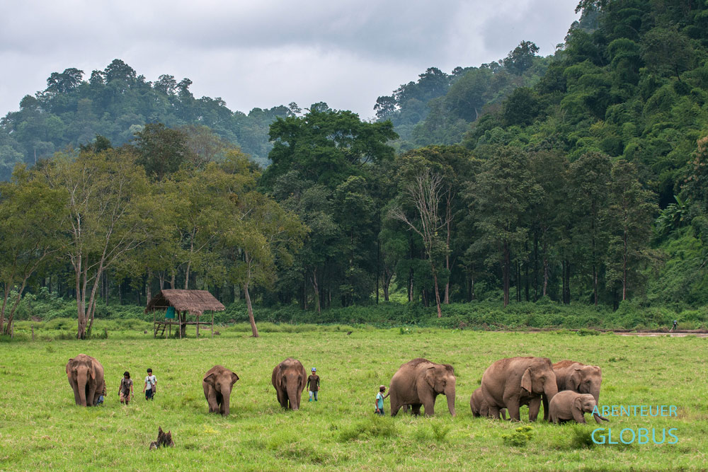 Die Mahuts kümmern sich um eine Elefantenherde im Elephant Nature Park Chiang Mai, Thailand.