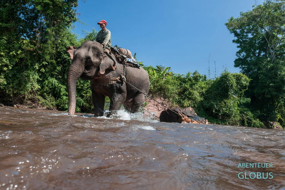 Ein Arbeitselefant zieht Baumstämme durch den Fluss. Lek Chailert rettet misshandelte Arbeitselefanten und päppeltt sie im Elephant Nature Park auf.