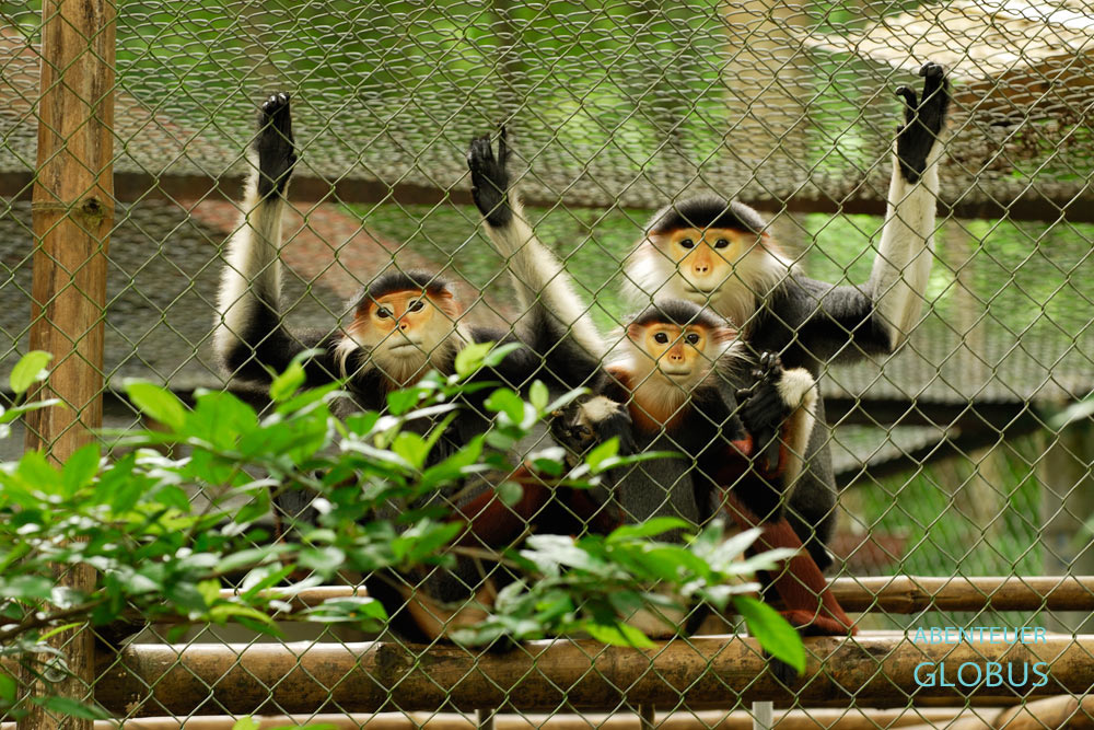 Rotschenklige Kleideraffen sitzen im Käfig im Endangered Primate Rescue Center im Cuc-Phuong-Nationalpark.