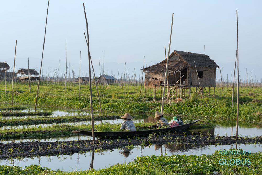 Auf dem Inle-See kümmern sich die Frauen der Intha um die schwimmenden Gärten in Myanmar.