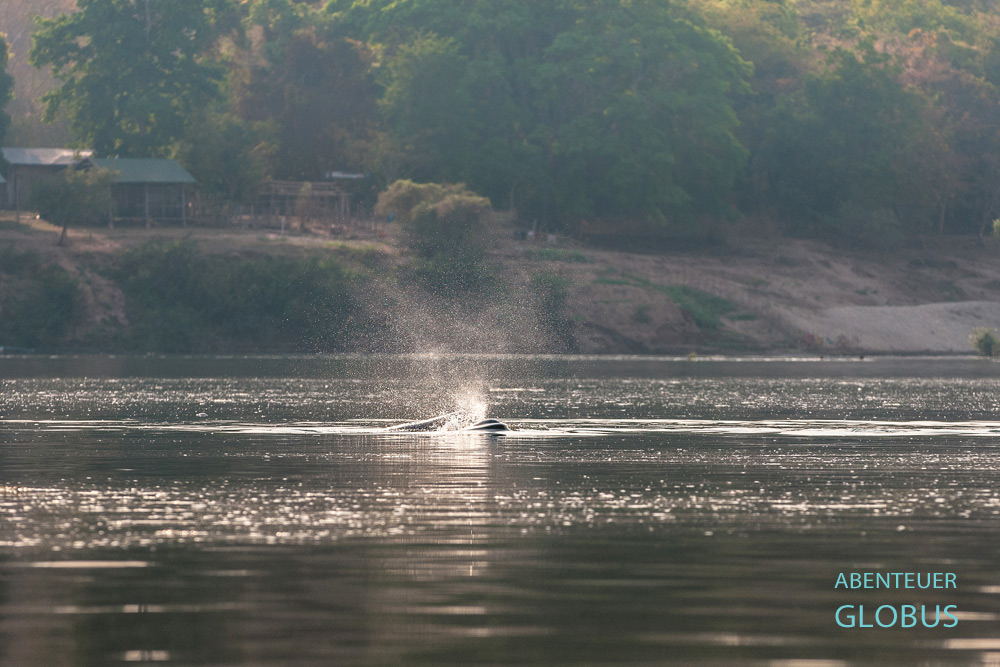 Irrawaddy-Delfine im Mekong in Kampi prusten beim Auftauchen aus dem mekong eine Wasserfontäne in die Luft.
