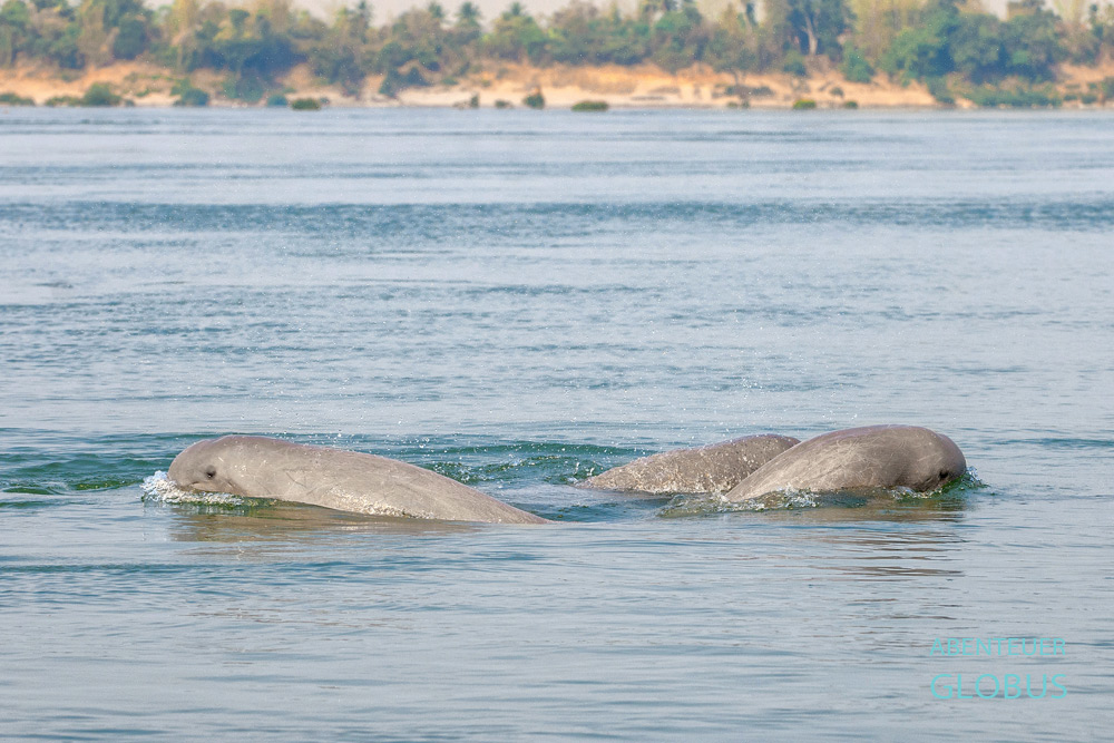 In Kampi, nahe Kratie in Kambodscha, kann man noch die scheuen Irrawaddy-Delfine im Mekong beobachten.
