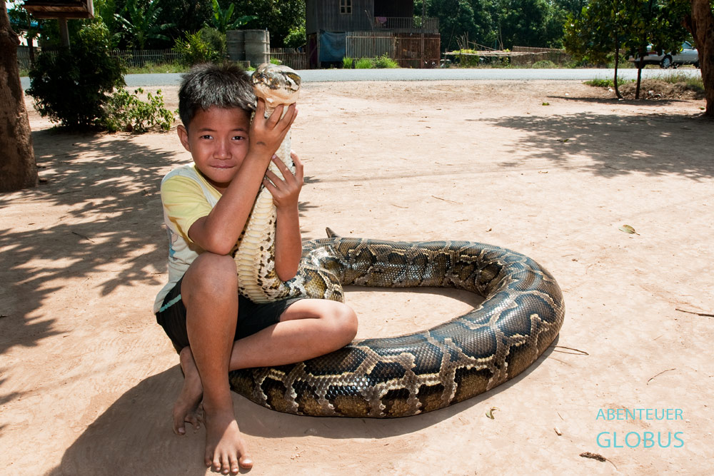 Drei Monate war Sombath alt, als die Schlange in das Haus der Eltern kam. Nun lebt der Python seit elf Jahren mit der Familie zusammen in der Kandal-Provinz.