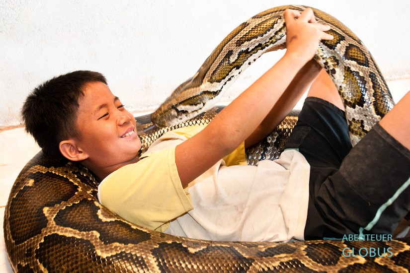 In einem kleinen Dorf in Kambodschas Provinz Kandal lebt der Junge Sombath, auch Snake Boy genannt, mit einem Tigerpython zusammen.