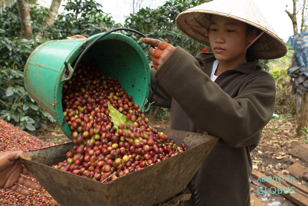 Kaffeeernte auf dem Bolaven-Plateau in Laos. Nach dem Sammeln gelangen die Kaffeekirschen in die Schälmaschine.