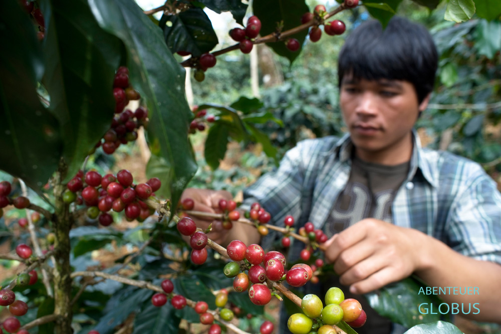 Laos, Bolaven-Plateau, Paksong, Kaffeebauer Thao Khamkong hat auf seiner Kaffeeplantage Arabica- und Robusta-Pflanzen.