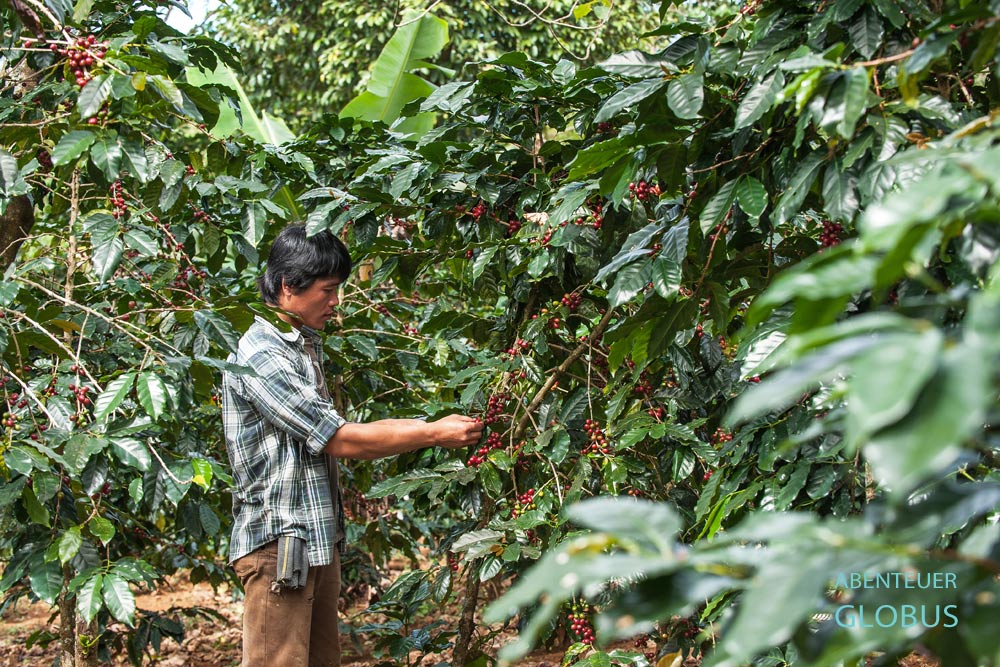 Arabica- und Robusta-Sträucher auf der Plantage vom Kaffeebauern Thao Khamkong auf dem Bolaven-Plateau bei Paksong in Süd-Laos.