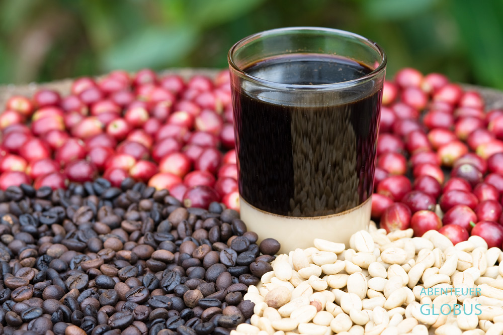 Ein traditioneller Kaffee Lao mit gezuckerter Kondensmilch steht inmitten roter ungeschälter Kaffeekirschen, getrockneter sowie gerösteter Kaffeebohnen vom Bolaven-Plateau in Süd-Laos.