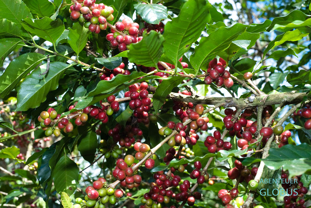 Ausschließlich die roten Kaffeekirschen werden per Hand geerntet und danach geschält. Kaffeestrauch nahe Paksong auf dem Bolaven-Plateau in Süd-Laos.