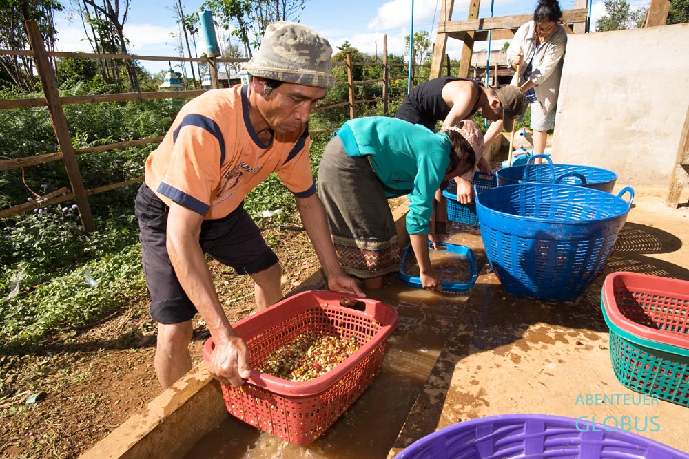 Nach dem Schälen der Kaffeekirschen waschen die Kaffeebauern die Bohnen einige Male. Eine Weiterverarbeitungsanlage bei Paksong Bolaven-Plateau in Laos.