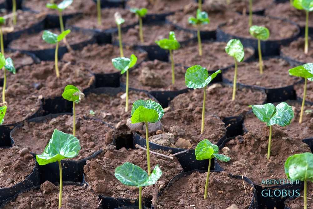 Junge Kaffeepflanzen der Sorten Arabica und Robusta werden im Folienzelt vorgekeimt.