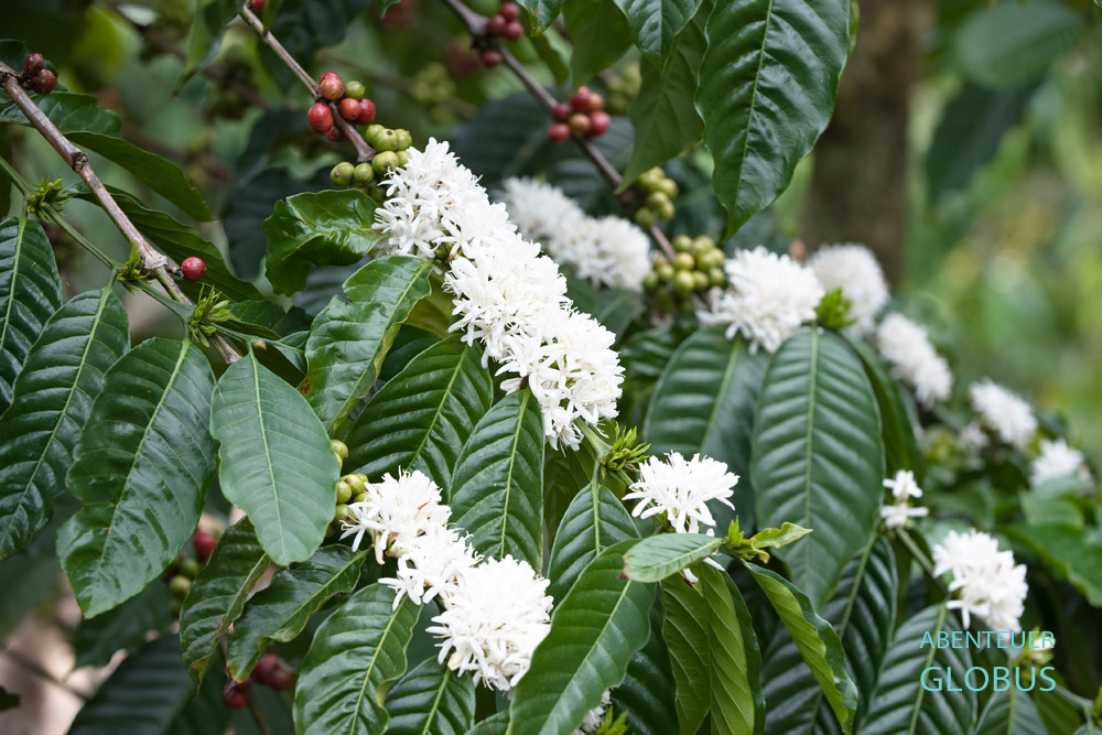 Laos, Bolaven-Plateau, Paksong, Ein Kaffeestrauch mit weißen Blüten, die wie Jasmin duften.