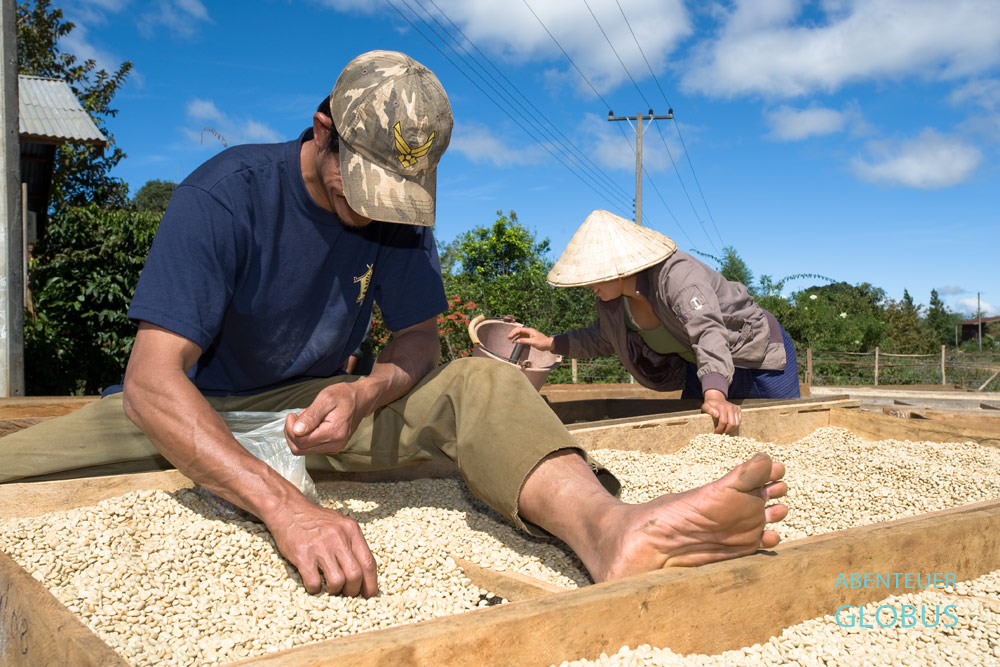 Auf dem Bolaven-Plateau in Laos trocknen Sonne und Wind die Kaffeebohnen in ein paar Tagen. Ein Kaffeebauer sortiert die beschädigten Bohnen aus.